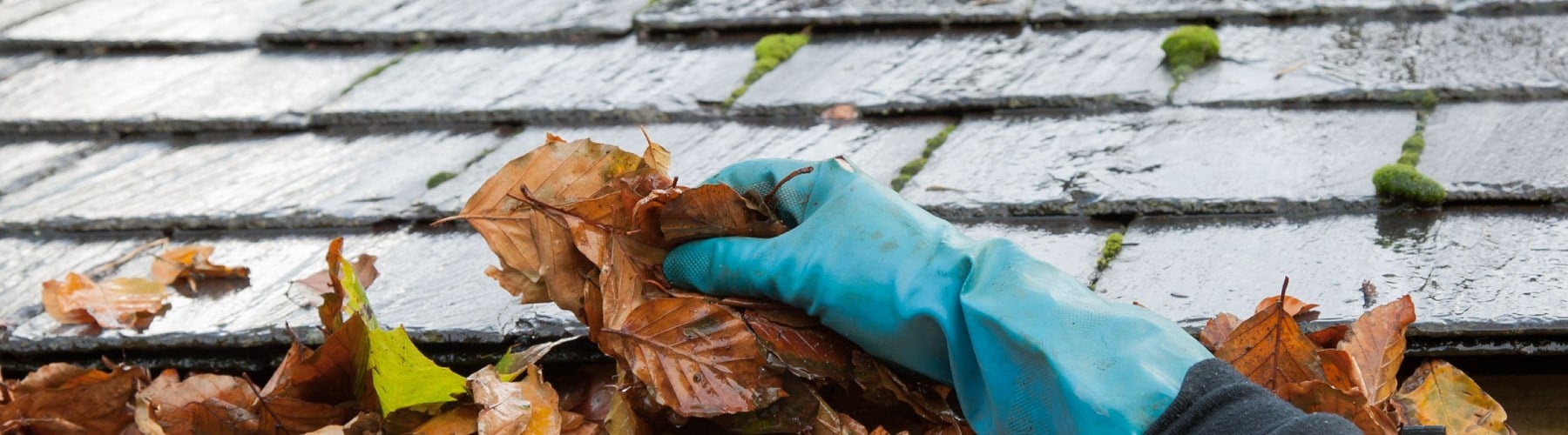 Clearing autumn gutter blocked with leaves by hand