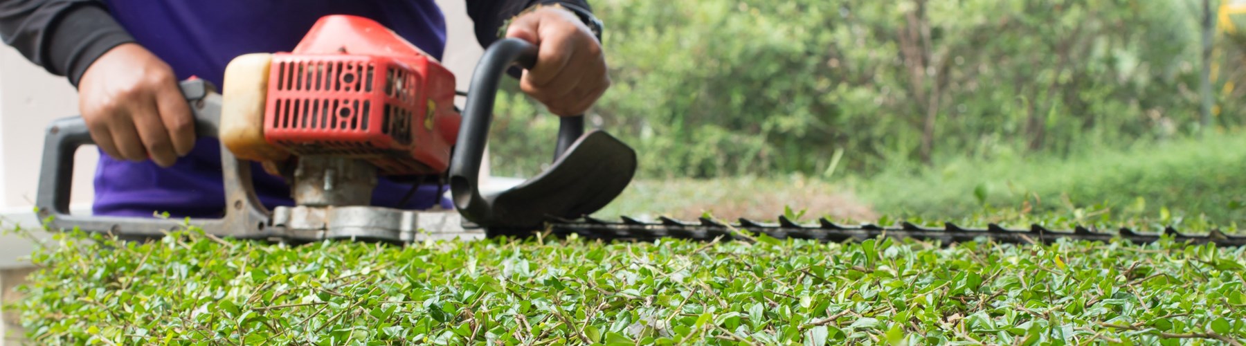 Man using trimmer to cut garden hedge 