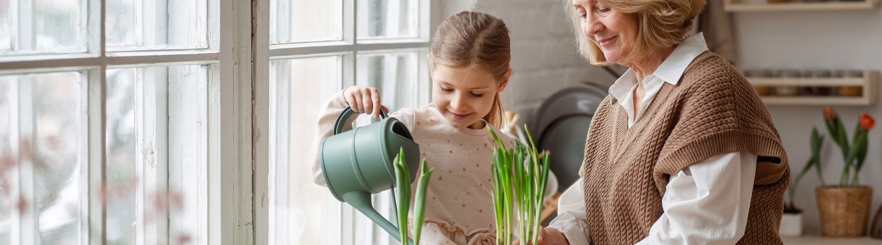 How to care for your house plants