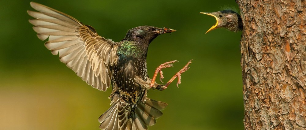 Starling feeding baby starling in tree